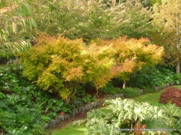 Pond - Acer Palmatum - Green - Autumn